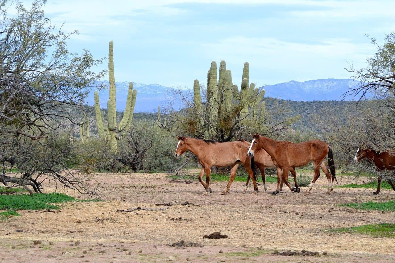 salt river wild horses, salt river arizona wild horses, best place to see salt river wild horses