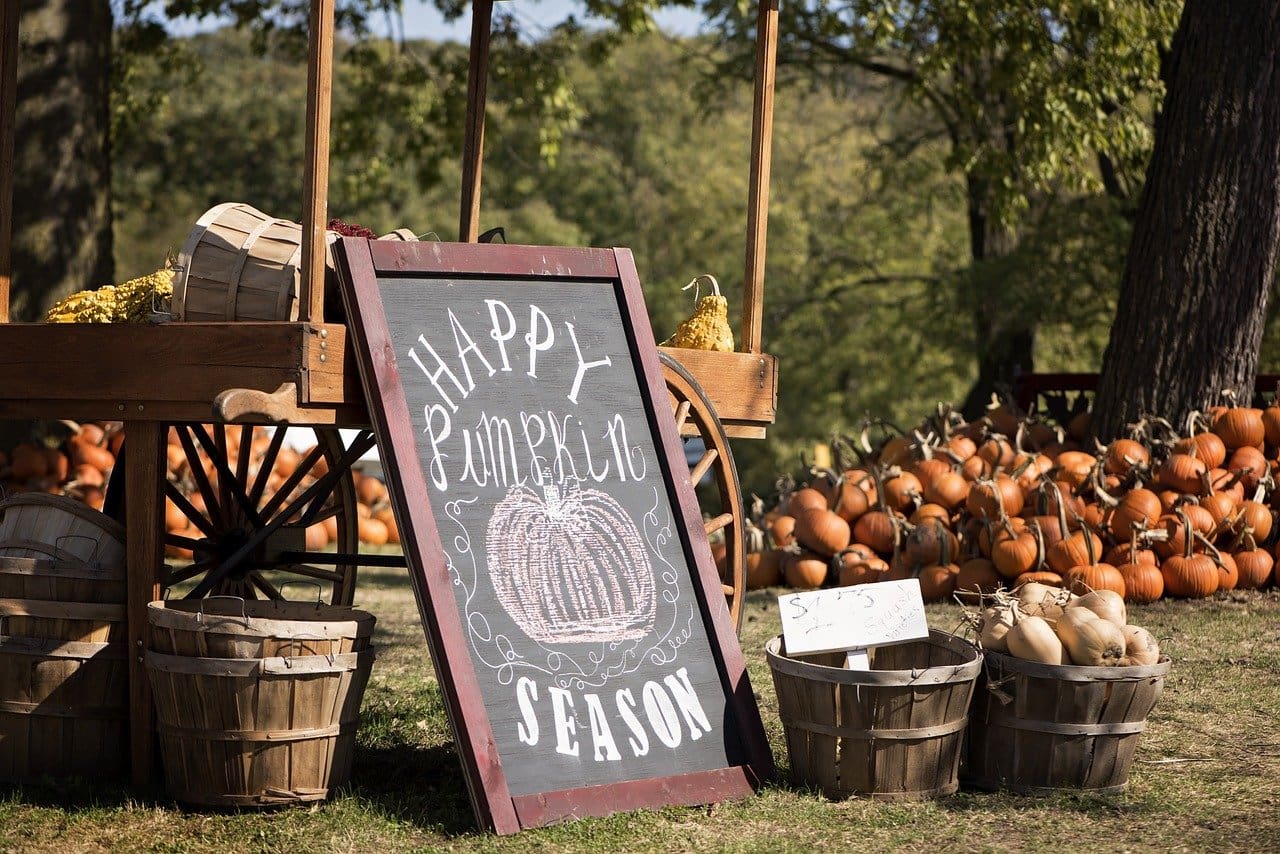 fall in phoenix -- pumpkin patch