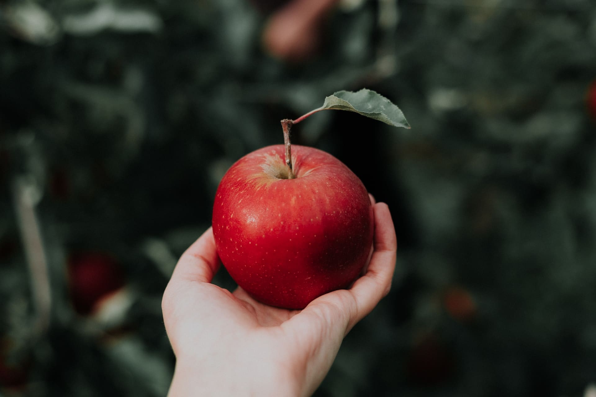 apple orchards in Arizona; hand holding bright red apple