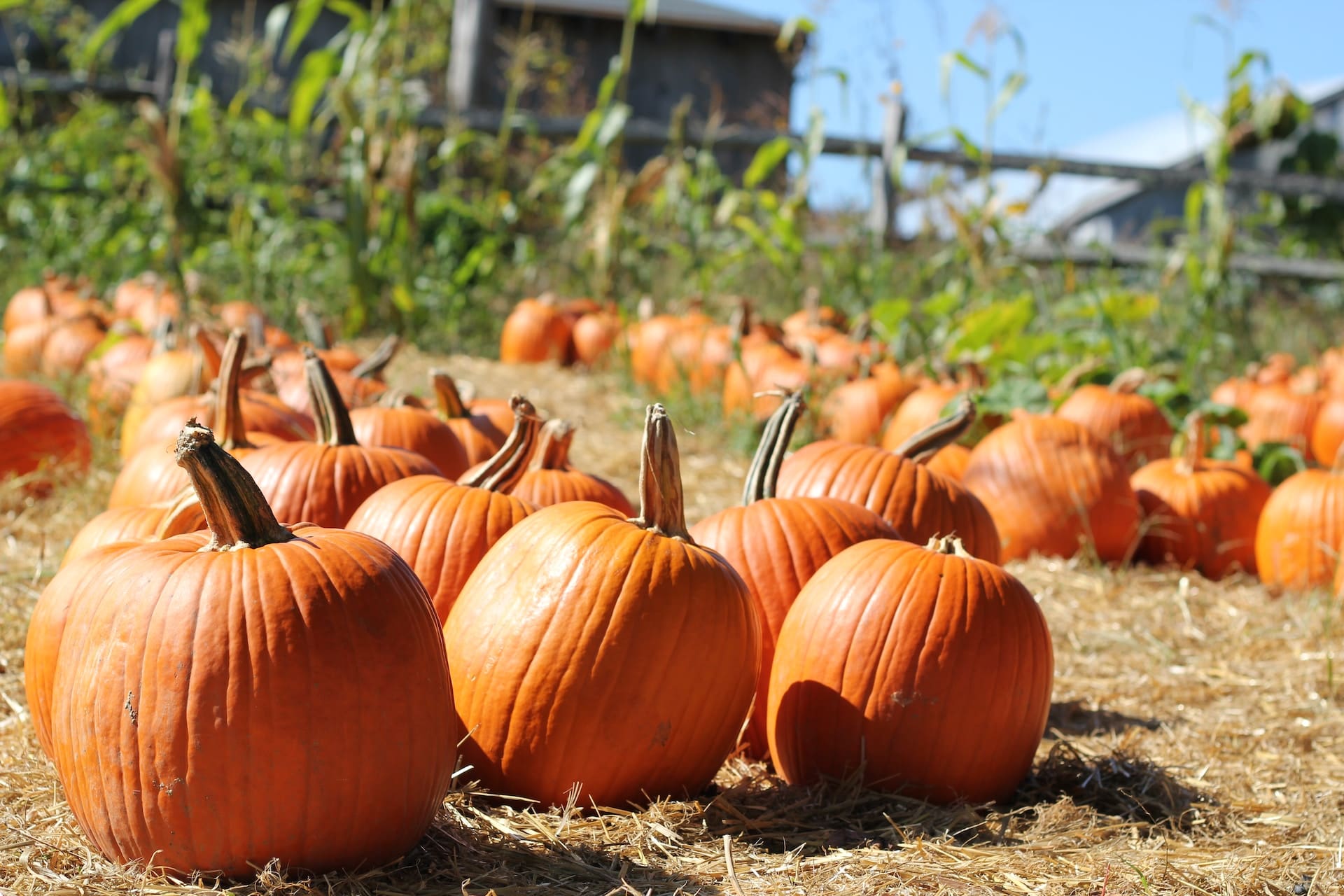 pumpkins in a pumpkin patch