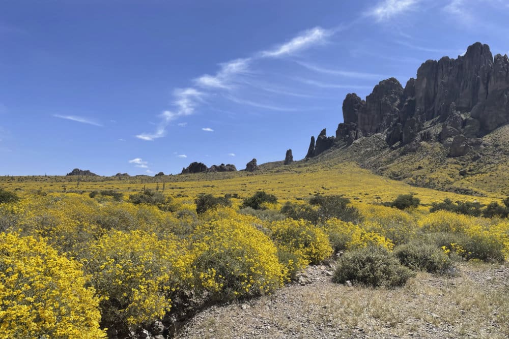 Here are some tips on how to keep yourself and your loved ones safe during the scorching summer heat in Arizona